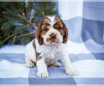 Small #4 Cocker Spaniel