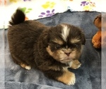 Small Photo #2 Shih Tzu Puppy For Sale in SILEX, MO, USA