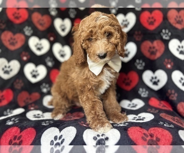 Medium Photo #6 Cock-A-Poo Puppy For Sale in LAKELAND, FL, USA