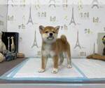 Small Photo #1 Shiba Inu Puppy For Sale in CHINO HILLS, CA, USA