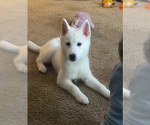 Alaskan Husky Puppy for sale in ORLANDO, FL, USA
