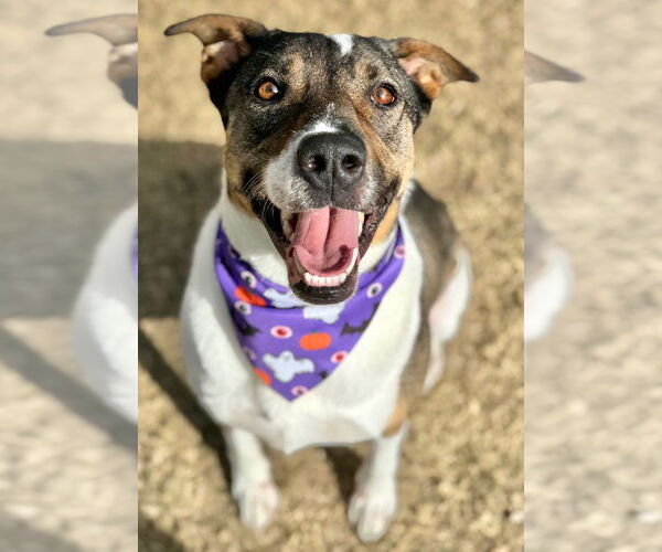 Medium Photo #5 Mutt Puppy For Sale in Great Bend, KS, USA