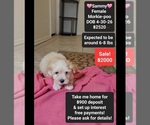 Small Photo #1 Morkie Poo (Toy) Puppy For Sale in TUCSON, AZ, USA