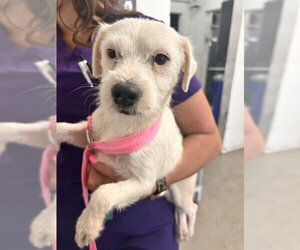 Mutt Dogs for adoption in San Bernardino, CA, USA