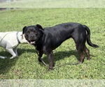 Small #4 Mutt