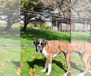 Billy - Male Boxer Dog for Adoption - Photo #2