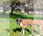 Small Photo #2 Boxer Puppy For Sale in Duluth, MN, USA