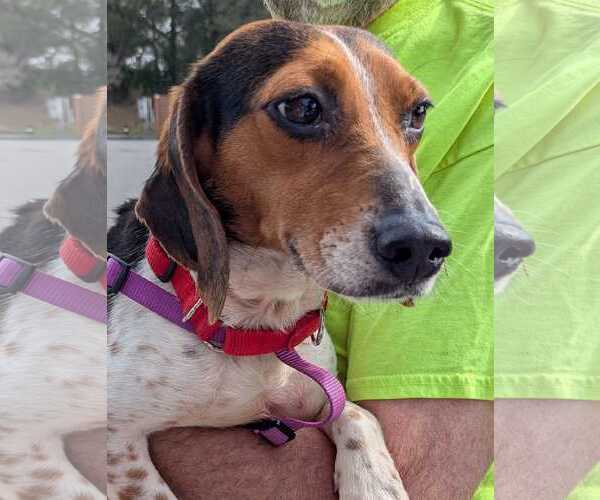 Medium Photo #6 Beagle Puppy For Sale in Dunnellon, FL, USA