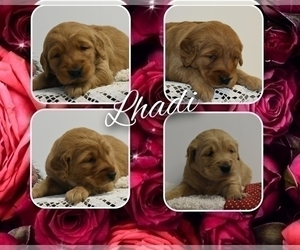 Medium Golden Retriever