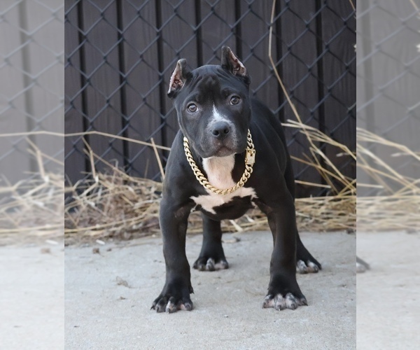 Medium Photo #1 American Bully Puppy For Sale in CHAMPAIGN, IL, USA