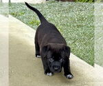Small #1 Labrador Retriever Mix