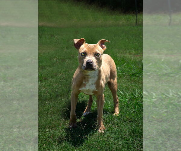 Medium Photo #1 Mutt Puppy For Sale in Abbeville, LA, USA