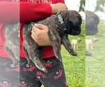 Small #4 Mastiff