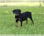 Small Photo #8 Doberman Pinscher Puppy For Sale in BEAUMONT, TX, USA