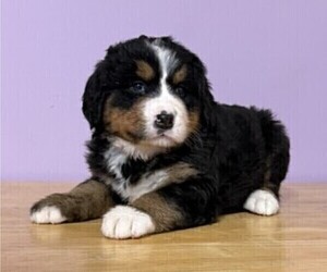 Bernese Mountain Dog Puppy for sale in WITHEE, WI, USA