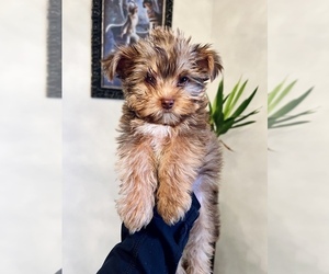 Yorkshire Terrier Puppy for sale in EATON, IN, USA