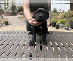 Small Photo #28 Cane Corso Puppy For Sale in LAND O LAKES, FL, USA