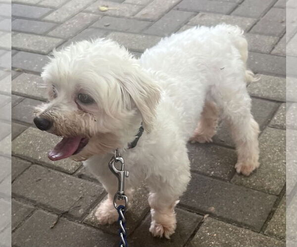 Medium Photo #3 Maltese Puppy For Sale in Wheaton, IL, USA