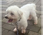 Small #2 Maltese