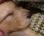 Small Photo #3 Golden Retriever Puppy For Sale in EL CAJON, CA, USA