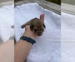 Puppy Cinnamon Dachshund