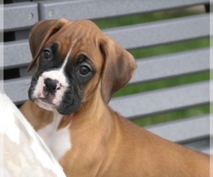 Boxer Puppy for sale in SHIPSHEWANA, IN, USA