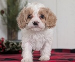 Small Photo #40 Cavapoo (Miniature) Puppy For Sale in GOSHEN, IN, USA