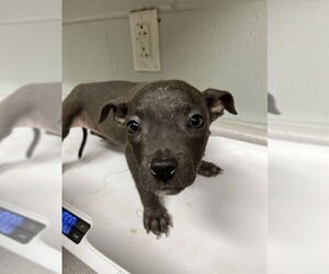 Mutt Dogs for adoption in Augusta, GA, USA