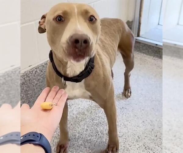 Medium Photo #2 Miniature Pinscher-Unknown Mix Puppy For Sale in Houston, TX, USA