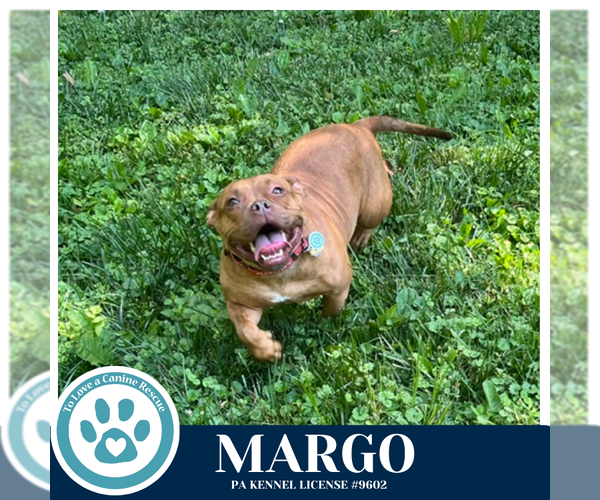 Medium Photo #10 Bulldog-Unknown Mix Puppy For Sale in Kimberton, PA, USA