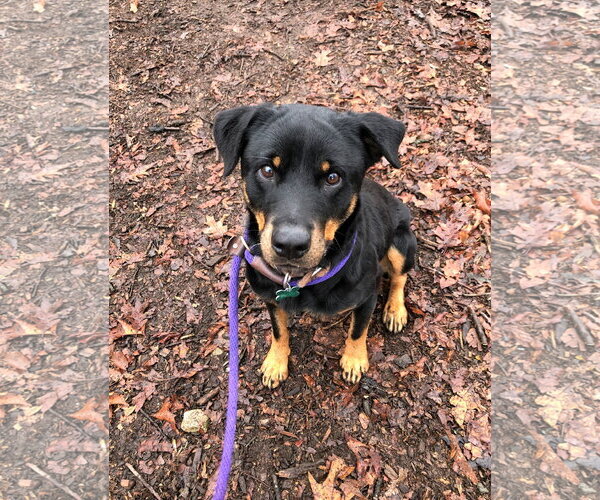 Medium Photo #15 Rottweiler Puppy For Sale in Rockaway, NJ, USA