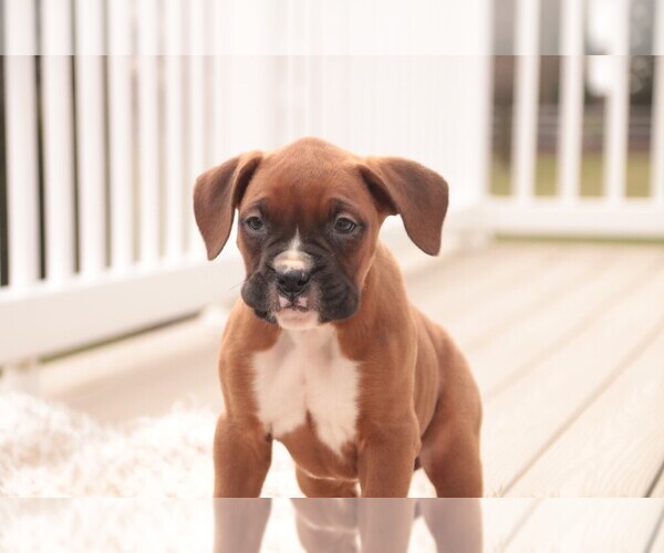 Medium Photo #8 Boxer Puppy For Sale in SHIPSHEWANA, IN, USA