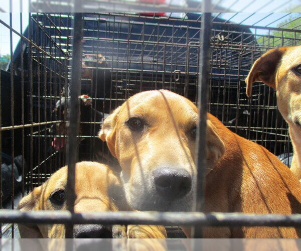 Medium Photo #1 Labrador Retriever Puppy For Sale in Ocala, FL, USA