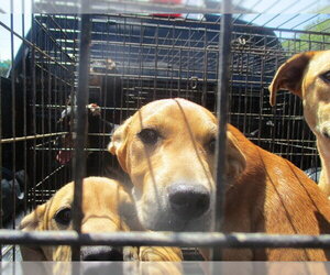 Labrador Retriever Dogs for adoption in Ocala, FL, USA