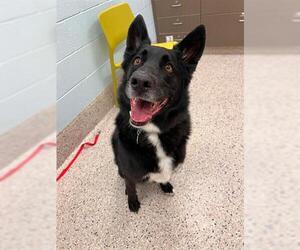 Medium German Shepherd Dog-Siberian Husky Mix