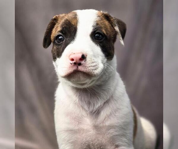 Medium Photo #1 Boxer-Unknown Mix Puppy For Sale in San Diego, CA, USA