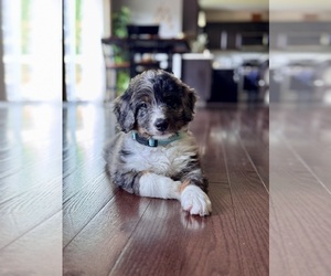 Miniature Bernedoodle Puppy for sale in CANTON, MI, USA