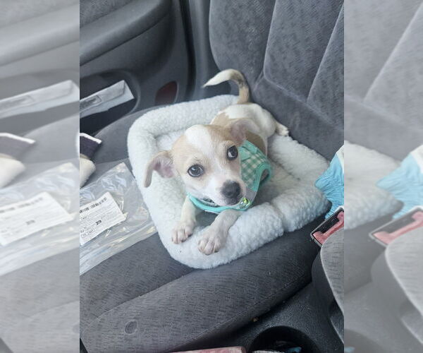 Medium Photo #4 Chihuahua Puppy For Sale in San Bernardino, CA, USA