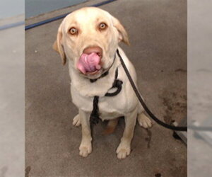 Labrador Retriever Dogs for adoption in Downey, CA, USA