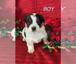Small Photo #2 Cowboy Corgi Puppy For Sale in MENIFEE, CA, USA