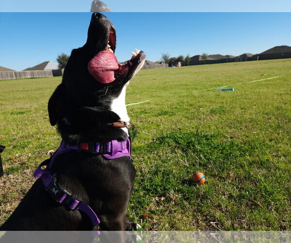 Medium Photo #32 American Staffordshire Terrier-Unknown Mix Puppy For Sale in Rosenberg, TX, USA