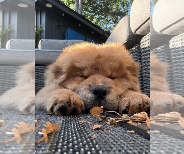 Medium Photo #1 Chow Chow Puppy For Sale in Prescott, Ontario, Canada