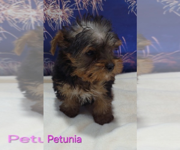 Medium Photo #1 Yorkshire Terrier Puppy For Sale in AZLE, TX, USA