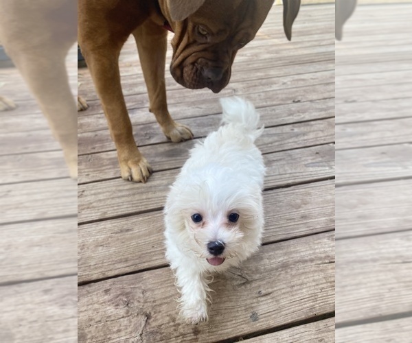 Medium Photo #11 Maltese Puppy For Sale in FREDONIA, KS, USA