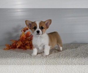 Pembroke Welsh Corgi Puppy for sale in MILLERSBURG, OH, USA