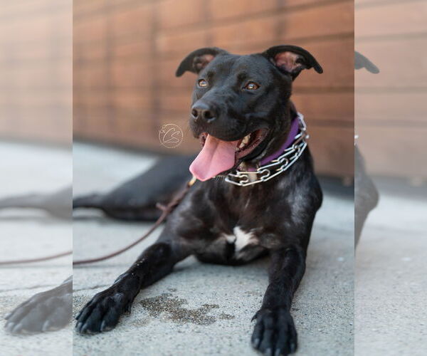 Medium Photo #2 American Pit Bull Terrier-American Staffordshire Terrier Mix Puppy For Sale in Marina Del Rey, CA, USA