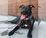 Small #1 American Pit Bull Terrier-American Staffordshire Terrier Mix