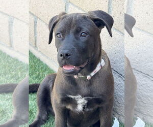 Labrador Retriever-Unknown Mix Dogs for adoption in San Diego, CA, USA