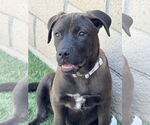 Small Labrador Retriever Mix