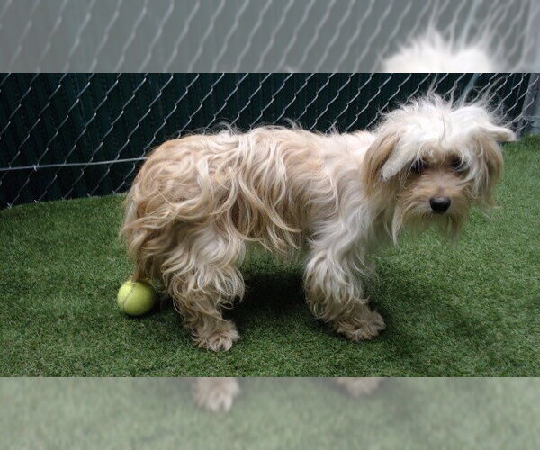 Medium Photo #1 Poodle (Miniature)-Unknown Mix Puppy For Sale in Downey, CA, USA
